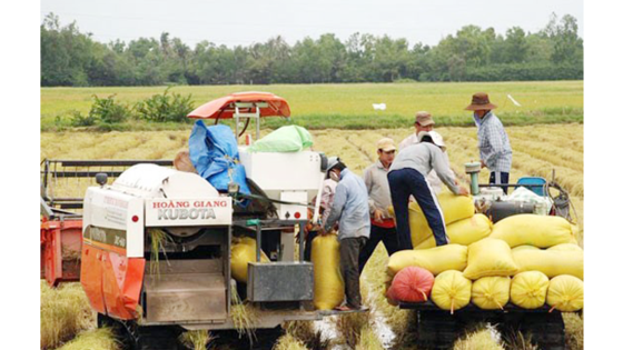 Nông dân Bạc Liêu thu hoạch lúa đông xuân Nông dân Bạc Liêu thu hoạch lúa đông xuân