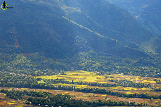 Những cánh đồng vàng rực kéo dài đến tận chân rặng núi cao ngút của dãy Hoàng Liên Sơn.
