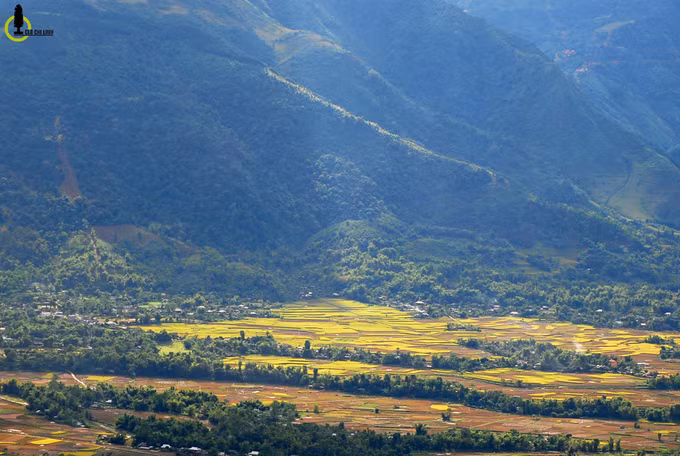 Những cánh đồng vàng rực kéo dài đến tận chân rặng núi cao ngút của dãy Hoàng Liên Sơn.