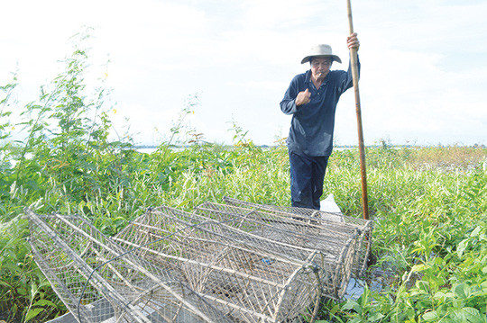 Ông Thùy đặt lọp cá lóc. Ông Thùy đặt lọp cá lóc.