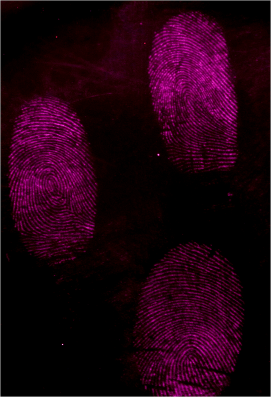 Các dấu vân tay được phủ bột màu xanh Ai Cập được nhận dạng dưới ống kính máy ảnh chuyên dụng - ẢNH DO NHÓM NGHIÊN CỨU CUNG CẤP