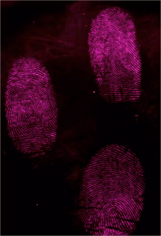 Các dấu vân tay được phủ bột màu xanh Ai Cập được nhận dạng dưới ống kính máy ảnh chuyên dụng - ẢNH DO NHÓM NGHIÊN CỨU CUNG CẤP