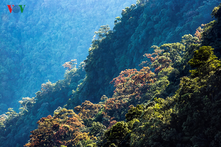 Những sườn núi rực rỡ sắc màu khi vào mùa cây Chò thay lá.