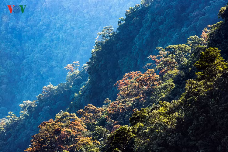 Những sườn núi rực rỡ sắc màu khi vào mùa cây Chò thay lá.