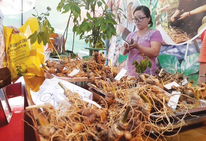 Sâm quý Ngọc Linh được bày bán tại Hội chợ sâm với giá cao ngất.