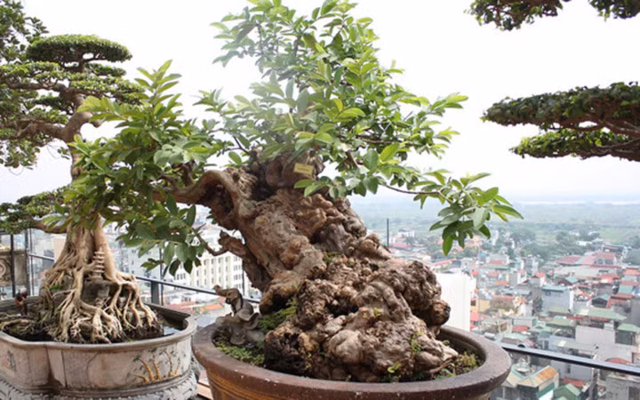 Chủ nhân cây ổi này cho biết ông đã mua lại của một người chơi cây cảnh ở Lâm Đồng cách đây 5 năm (Ảnh: Dân Việt)