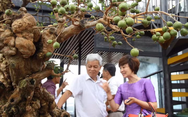 Trên các cành nhỏ lá vẫn xanh tốt và điểm thêm hàng chục quả ổi xanh, ương, vàng, chín có cả (Ảnh: VietnamNet)