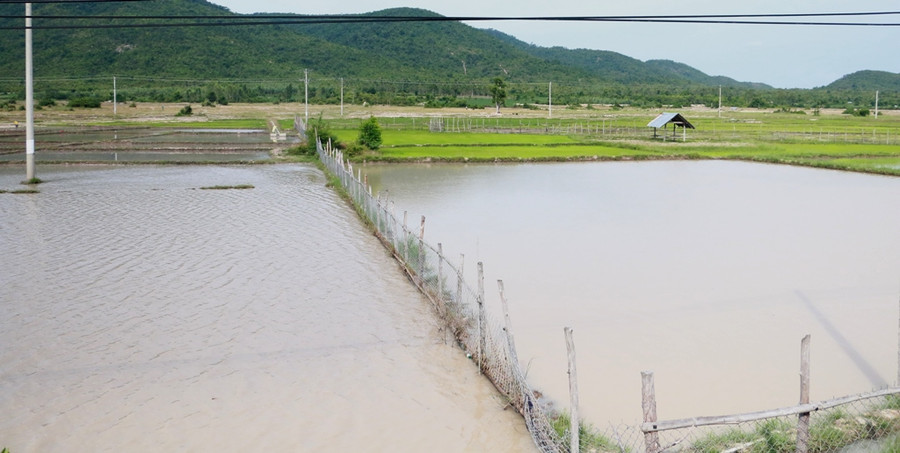 Nhiều diện tích do chân ruộng quá thấp nên thường xuyên bị ngập trong nước. Ảnh: Q.T