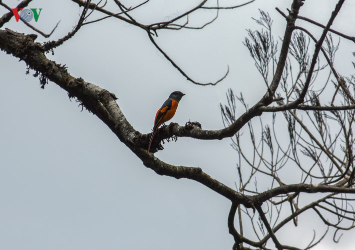 Điều này giúp Bạch Mã trở thành nơi đa dạng về hệ thực vật. Nơi đây có trên 1.700 loài động vật, 2400 loài thực vật; trong đó 69 loài được đưa vào sách Đỏ như: voọc chà vá chân nâu, sói lửa, cầy mực, báo hoa mai, sao la, gà lôi lam mào trắng; 15 loài đặc hữu của Việt Nam, chủ yếu tập trung vào lớp chim... Trong ảnh: Chim Hồng Tước ở Bạch Mã.