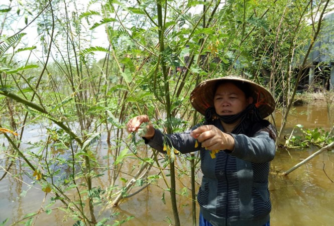 Người dân ở cù lao Bảy Trúc hái bông điên điển. Người dân ở cù lao Bảy Trúc hái bông điên điển.