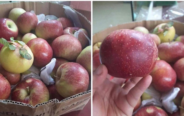 Táo đá Trung Quốc gắn mác 