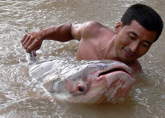 Cá tra dầu “khủng” (nặng 86kg) được cho là có nguồn gốc từ Biển Hồ từng được ngành nông nghiệp An Giang đưa về trại giống để dưỡng, sau đó trả về tự nhiên. Cá tra dầu “khủng” (nặng 86kg) được cho là có nguồn gốc từ Biển Hồ từng được ngành nông nghiệp An Giang đưa về trại giống để dưỡng, sau đó trả về tự nhiên.