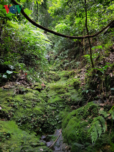  Con suối mùa khô nhưng phủ đầy rêu phong