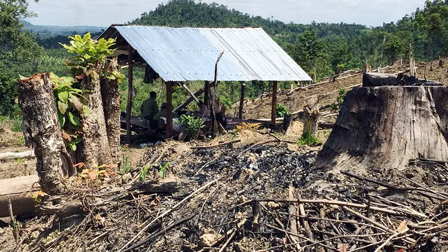Một căn nhà dựng lên sau khi cánh rừng già vừa bị phá xong.