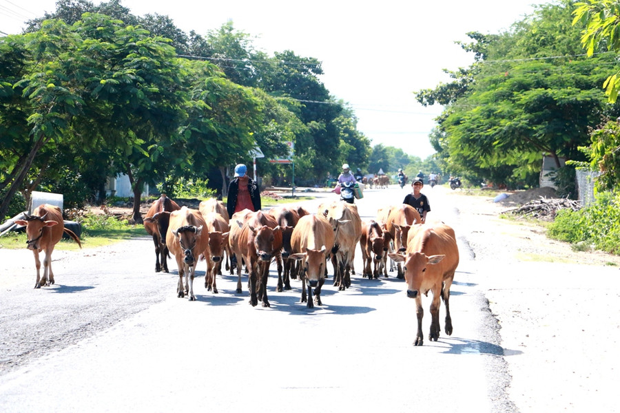 Người dân không nên chăn thả bò ở vùng giáp ranh với thị xã Ayun Pa nhằm tránh sự lây lan của dịch bệnh. Ảnh: Q.T Người dân không nên chăn thả bò ở vùng giáp ranh với thị xã Ayun Pa nhằm tránh sự lây lan của dịch bệnh. Ảnh: Q.T