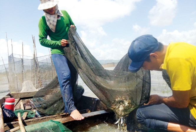 Ông Út (bìa phải) dở dớn bắt cá. Ông Út (bìa phải) dở dớn bắt cá.