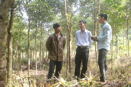 Bời lời đỏ-cây giảm nghèo chủ lực giúp người dân xã Kon Pne (huyện Kbang) thoát nghèo