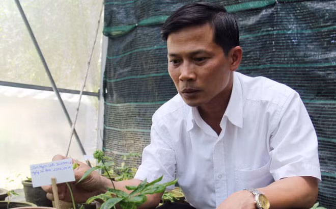 Thạc sĩ Phan Công Du - Giám đốc Ban Quản lý Khu Nông nghiệp ứng dụng công nghệ cao Lâm Đồng, chủ nhiệm đề tài bên cây sâm Ngọc Linh invitro đầu tiên nở hoa.