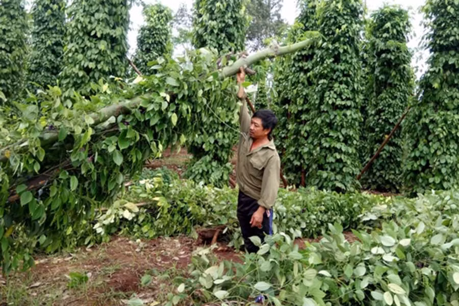  Hơn 500 trụ tiêu của gia đình ông hải bị ngã đổ hoàn toàn. Ảnh: Triệu Thanh