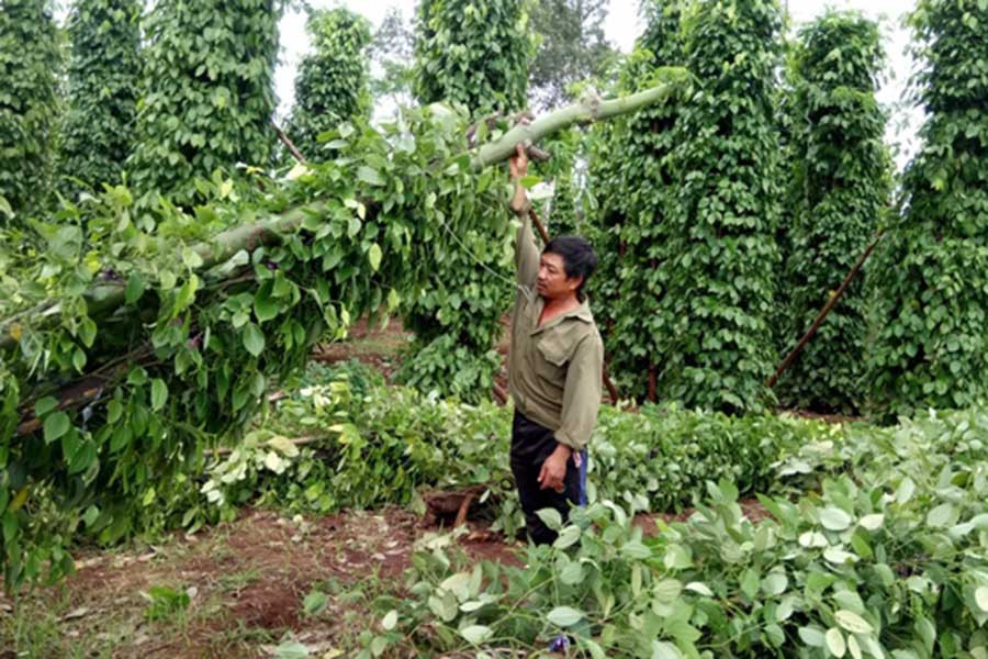 Hơn 500 trụ tiêu của gia đình ông hải bị ngã đổ hoàn toàn. Ảnh: Triệu Thanh  Hơn 500 trụ tiêu của gia đình ông hải bị ngã đổ hoàn toàn. Ảnh: Triệu Thanh