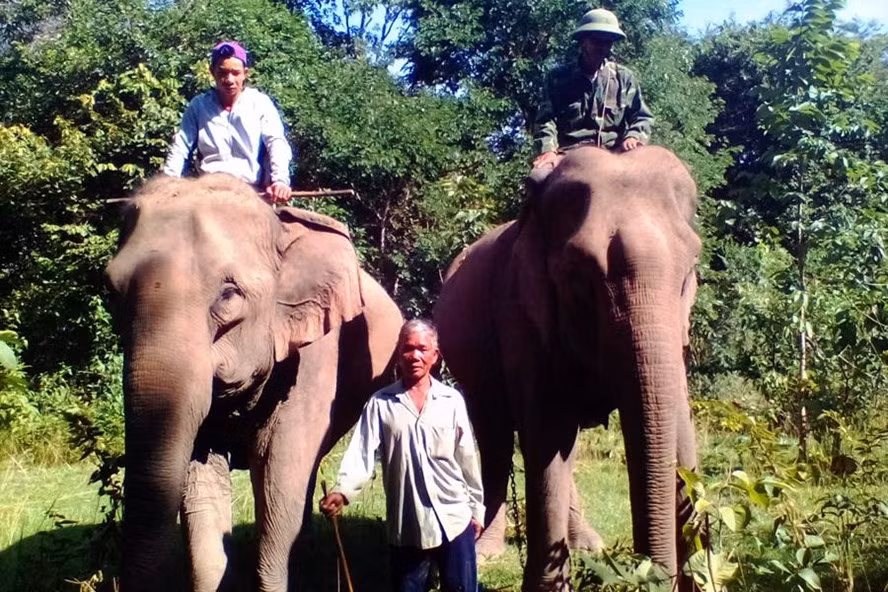 Voi H’Ban Nang (bên trái ảnh) và voi bảo mẫu H’Băn. Voi H’Ban Nang (bên trái ảnh) và voi bảo mẫu H’Băn.