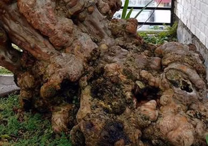 Dân chơi cây cảnh, bonsai Hà thành “phát sốt” khi hình ảnh cây ổi vô cùng quý hiếm, độc đáo “có một không hai” này được đăng tải trên Facebook (Ảnh: Dân Việt)