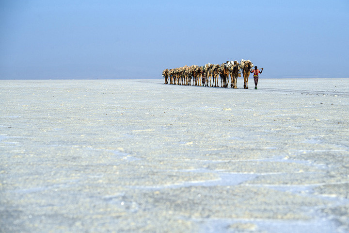  Một đoàn lạc đà chở muối đi qua một cánh đồng muối ở vùng Trũng Danakil. Vùng trũng này thấp hơn mực nước biển tới 100m. Ảnh: Getty.