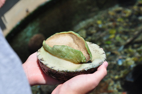 Bào ngư loại thượng hạng là hàng xách tay từ Úc về Việt Nam hiện rất hiếm Bào ngư loại thượng hạng là hàng xách tay từ Úc về Việt Nam hiện rất hiếm