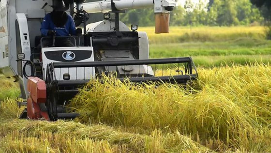 Thu hoạch lúa ở Thái Lan Thu hoạch lúa ở Thái Lan