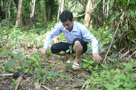 Anh Lê Văn Quang-Phó Chủ tịch UBND xã Kon Pne kiểm tra mô hình trồng Sa nhân tím của nhóm hộ làng Kon Hleng, xã Kon Pne
