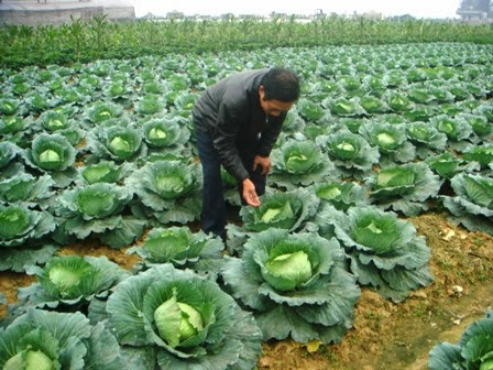 Ảnh minh họa Ảnh minh họa