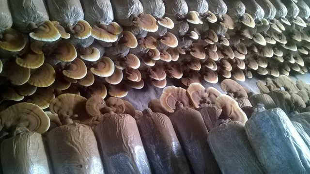 Lập nghiệp từ bàn tay trắng, nay anh Hiếu đã có được những thành công bước đầu.