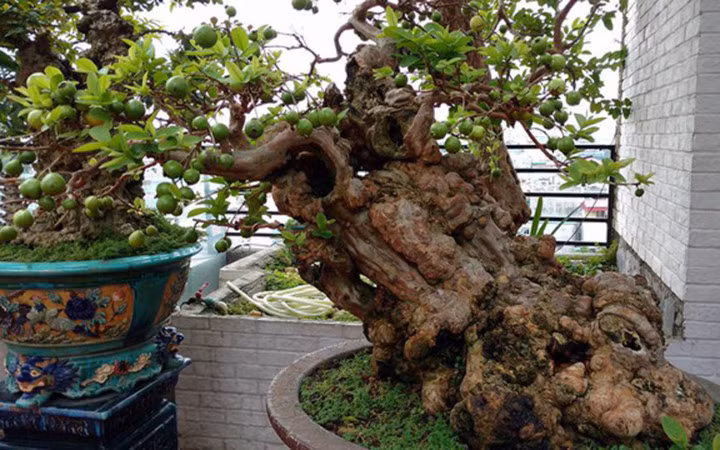 Cây ổi quý được cho là 300 năm tuổi, 1 tỷ đồng không mua được (Ảnh: Dân Việt)