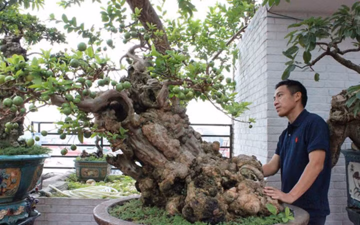 Đó là cây ổi của gia đình ông Nguyễn Gia Thọ, ở Nghi Tàm (Tây Hồ, Hà Nội) (Ảnh: Dân Việt)