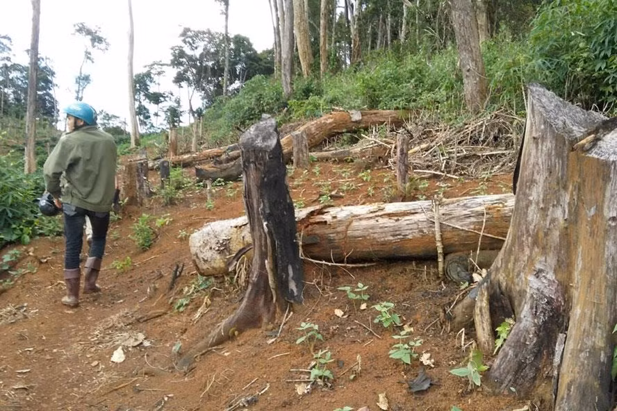 “Cuộc chiến” giữa lực lượng bảo vệ rừng (bên trái) và những di dân tự do không có bên nào thắng, chỉ có rừng luôn thua. “Cuộc chiến” giữa lực lượng bảo vệ rừng (bên trái) và những di dân tự do không có bên nào thắng, chỉ có rừng luôn thua.