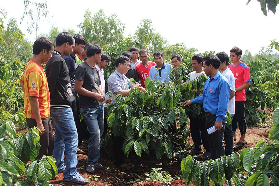 Tập huấn kỹ thuật tại vườn cà phê. Ảnh: N.D
