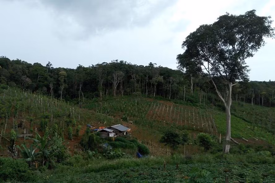 Những di dân tự do dựng những căn chòi sống biệt lập giữa rừng sâu như thế này chỉ vì kiếm cơm ngày ba bữa. Những di dân tự do dựng những căn chòi sống biệt lập giữa rừng sâu như thế này chỉ vì kiếm cơm ngày ba bữa.