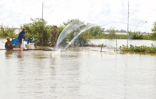 Bủa lưới mùa nước nổi.