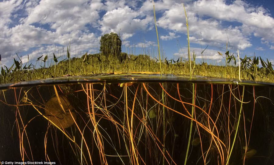 Góc chụp tuyệt đẹp về sự sống của những cây súng nước, phát triển dọc theo khu vực nước nông của một hồ nước ngọt ở New England, Mỹ. Ảnh: Getty Images/Stocktrek Images.
