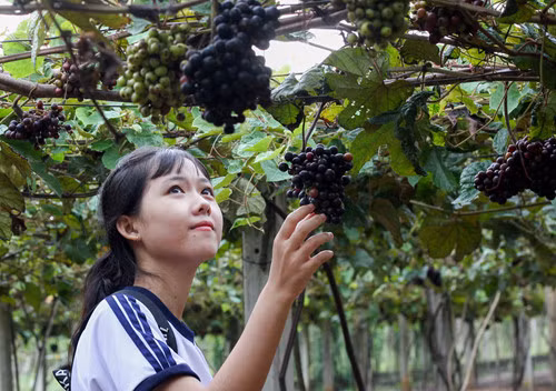 Vườn nho rừng độc đáo tại Tây Ninh đang thu hút khách khắp nơi đến chiêm ngưỡng