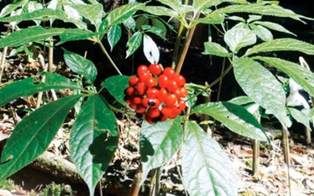  Việc cây sâm Ngọc Linh invitro ra hoa là một “kỳ tích”