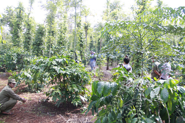Rẫy cà phê nơi phát hiện thi thể nạn nhân. Rẫy cà phê nơi phát hiện thi thể nạn nhân.