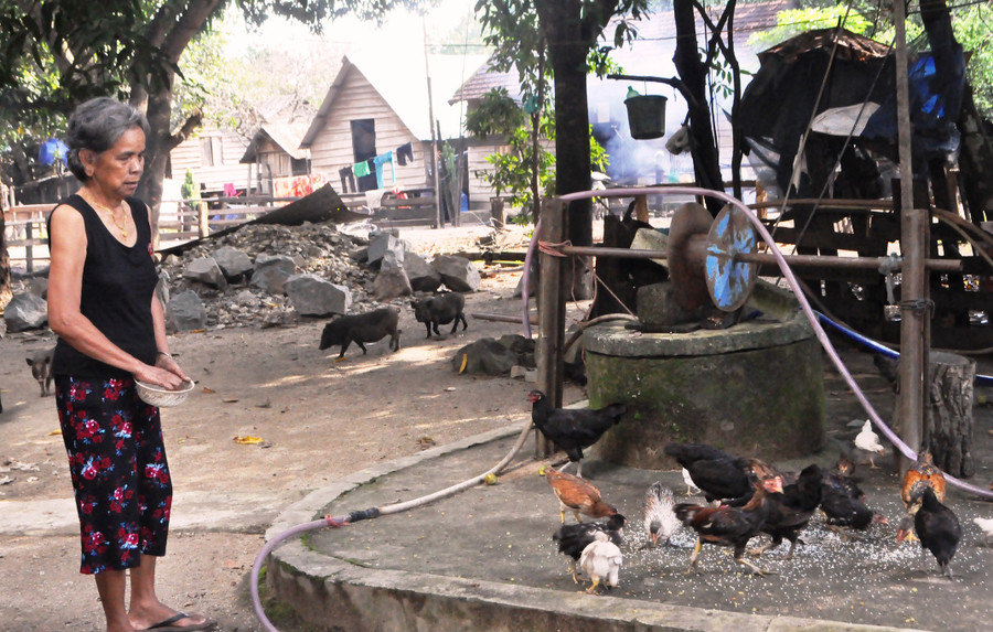 Tuy tuổi đã cao nhưng già HBlăm vẫn chăm lo phát triển kinh tế. Ảnh: Trần Dung