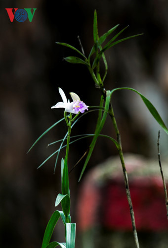  Trúc Lan - Loài hoa lan đặc hữu ở vùng rừng núi này. Bạch Mã được bao phủ bởi hai kiểu rừng: rừng kín thường xanh mùa nhiệt đới và á nhiệt đới.