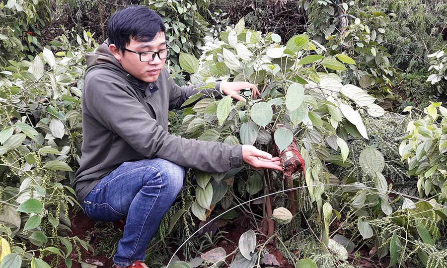 Do ảnh hưởng cua cơn bão số 10, có hơn 5 ngàn trụ tiêu của người dân tại huyện Đak Đoa bị thiệt hại. Ảnh: Triệu Thanh  Do ảnh hưởng cua cơn bão số 10, có hơn 5 ngàn trụ tiêu của người dân tại huyện Đak Đoa bị thiệt hại. Ảnh: Triệu Thanh