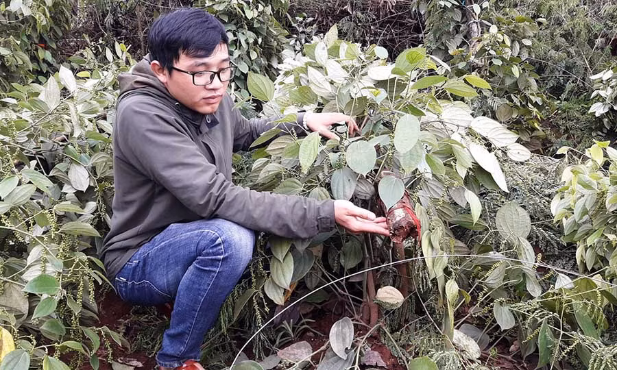  Do ảnh hưởng cua cơn bão số 10, có hơn 5 ngàn trụ tiêu của người dân tại huyện Đak Đoa bị thiệt hại. Ảnh: Triệu Thanh