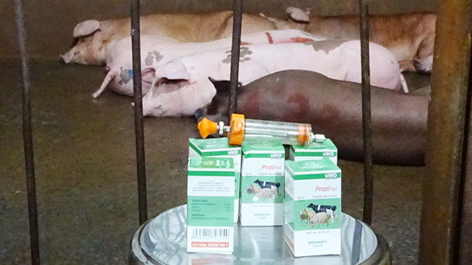 Thuốc an thần bị cấm sử dụng cho heo trước khi giết mổ.