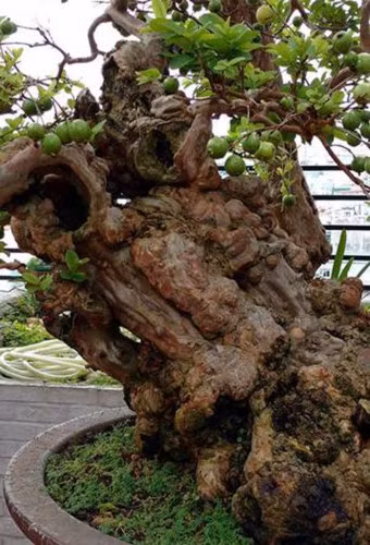 Nhiều “đại gia” chi cả tỷ đồng vẫn không mua nổi vì gia chủ không màng... khiến dân chơi cây cảnh Hà thành... 