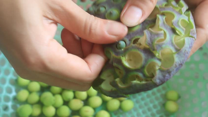 Hạt sen có nhiều công dụng hữu ích cho sức khỏe