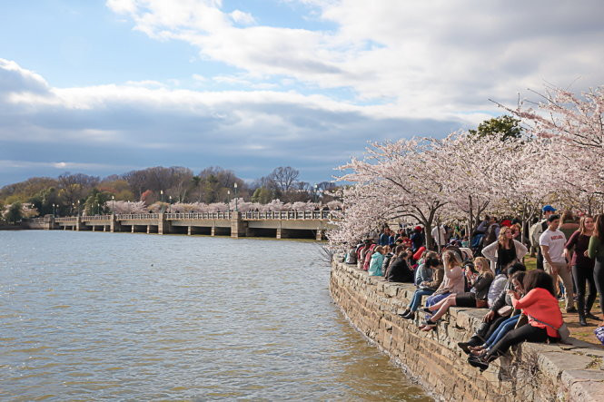 Hoa anh đào ở Washington D.C, Mỹ-Nam Tông Hoa anh đào ở Washington D.C, Mỹ-Nam Tông